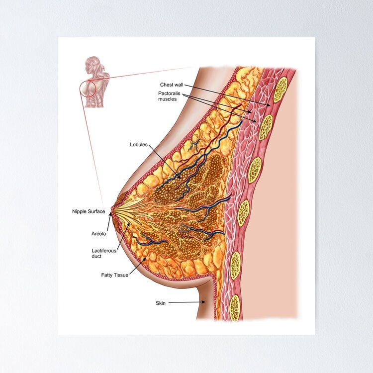 Female chest and breast anatomy. - Album alb3876503