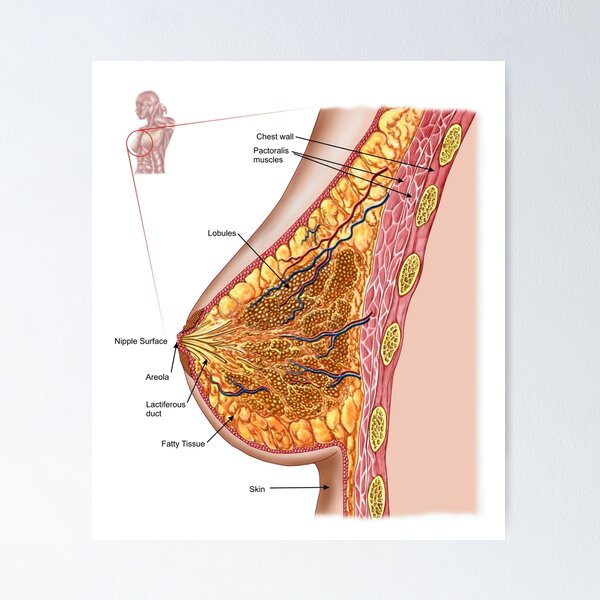 Anatomy of the female breast. Art Print for Sale by StocktrekImages