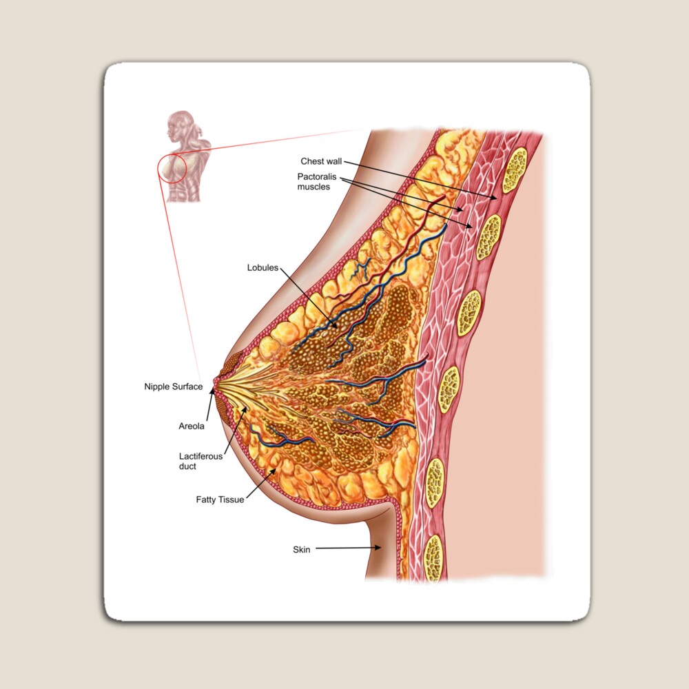 Anatomy of the female breast. | Art Print