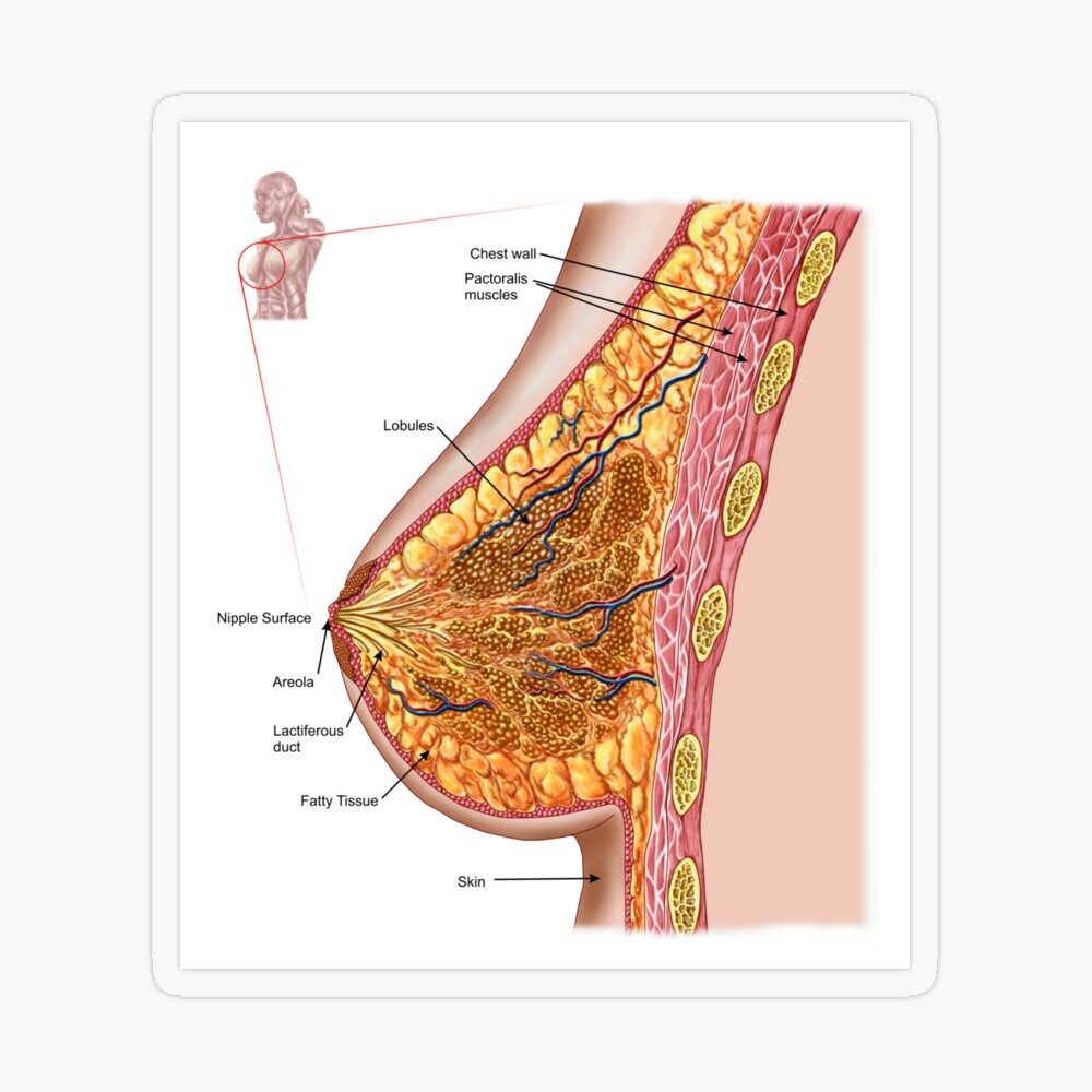 Human female nipple cross section diagram with captions