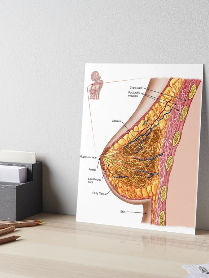 Breast Anatomy, Illustration - Album alb3770264