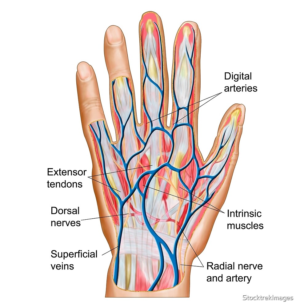 "Anatomy of back of human hand." by StocktrekImages Redbubble