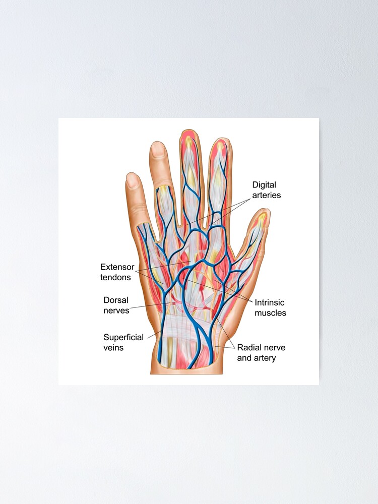 Anatomie Des Ruckens Der Menschlichen Hand Poster Von Stocktrekimages Redbubble