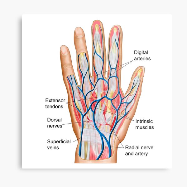 Radial Artery Metal Prints Redbubble