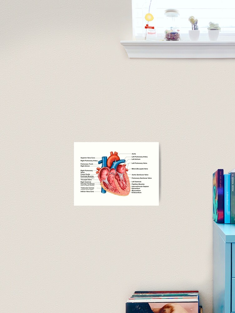 Anatomy of heart interior, frontal section. Greeting Card