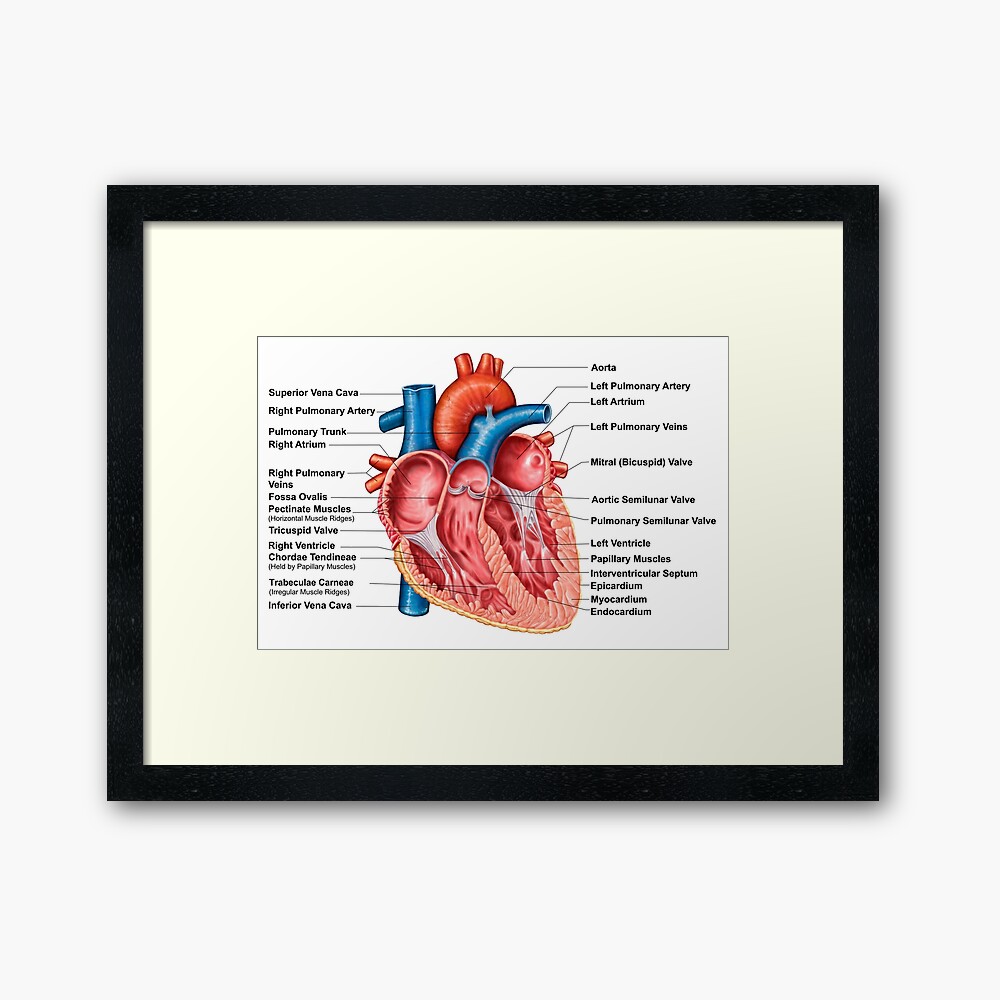 Anatomy of heart interior, frontal section. Greeting Card