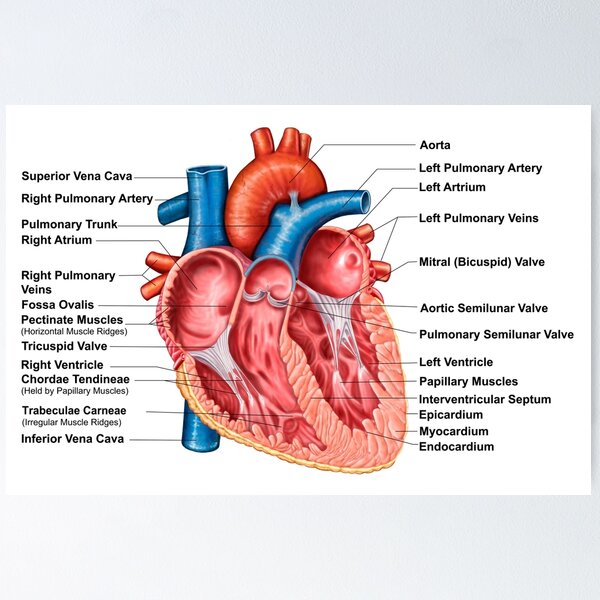 Anatomie des Herzinnenraums, frontaler Abschnitt. Poster