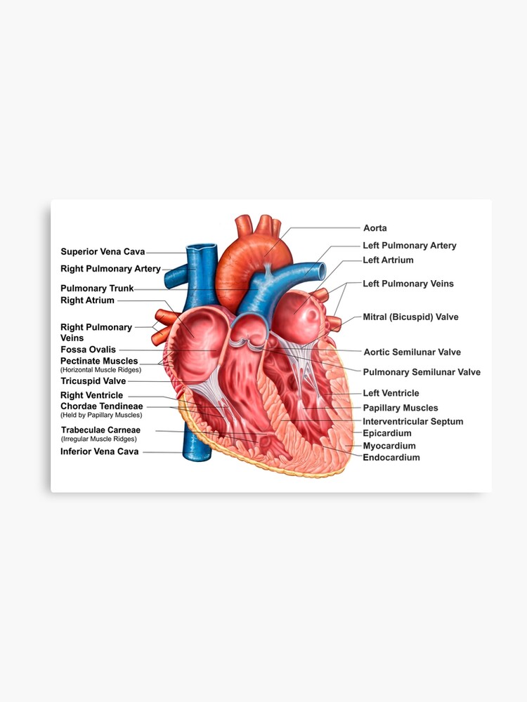 gross anatomy of the human heart pdf