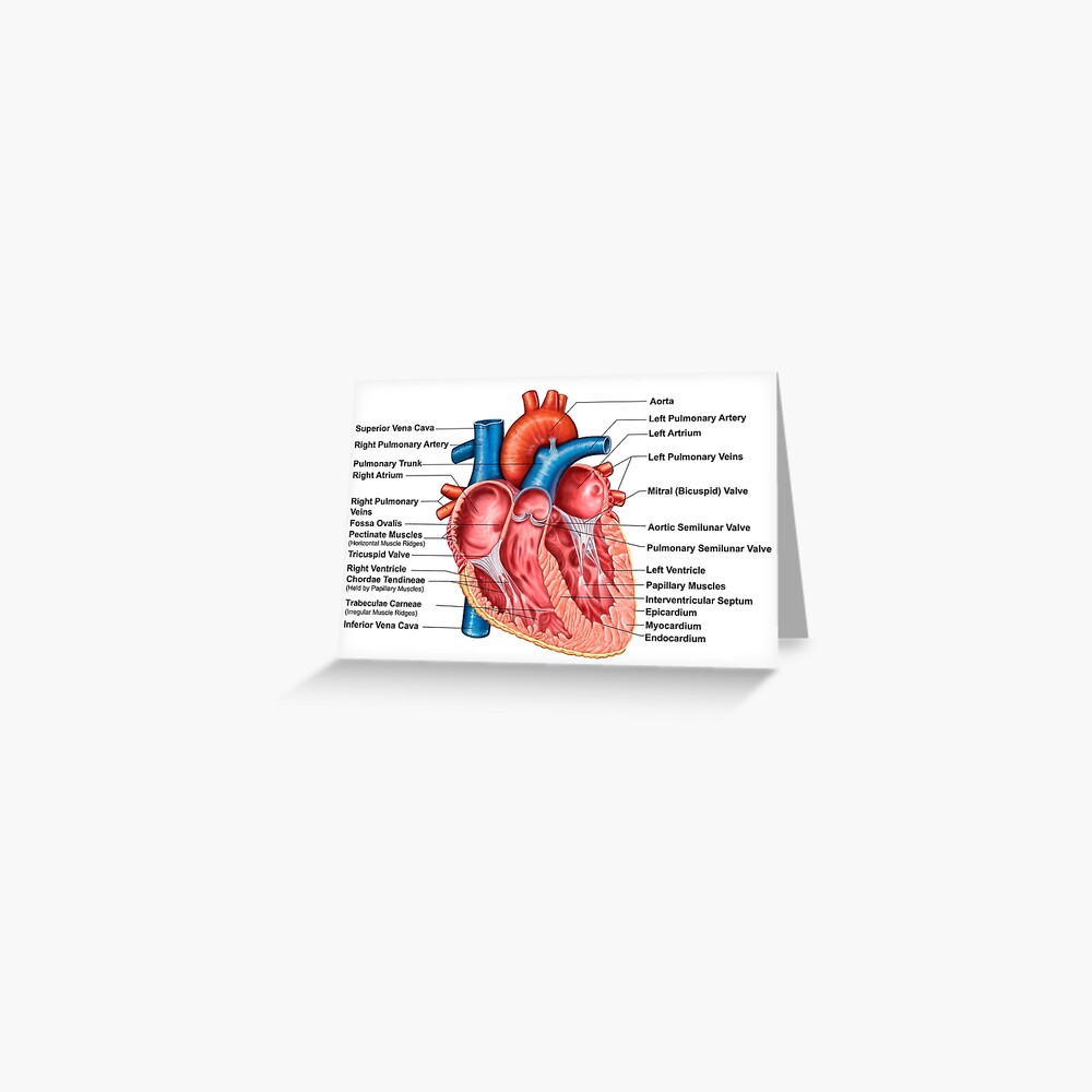 Anatomy of heart interior, frontal section. Greeting Card