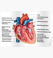 Anatomie des Herzinnenraums, frontaler Abschnitt. Poster