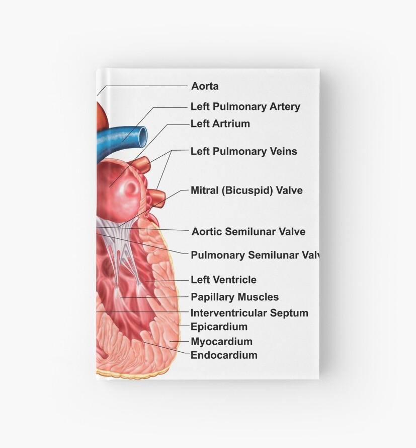 "Anatomy of heart interior, frontal section." Hardcover Journal by