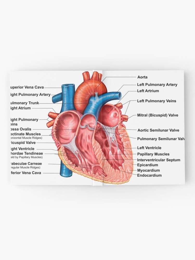 Anatomy Of Heart Interior Frontal Section Hardcover Journal