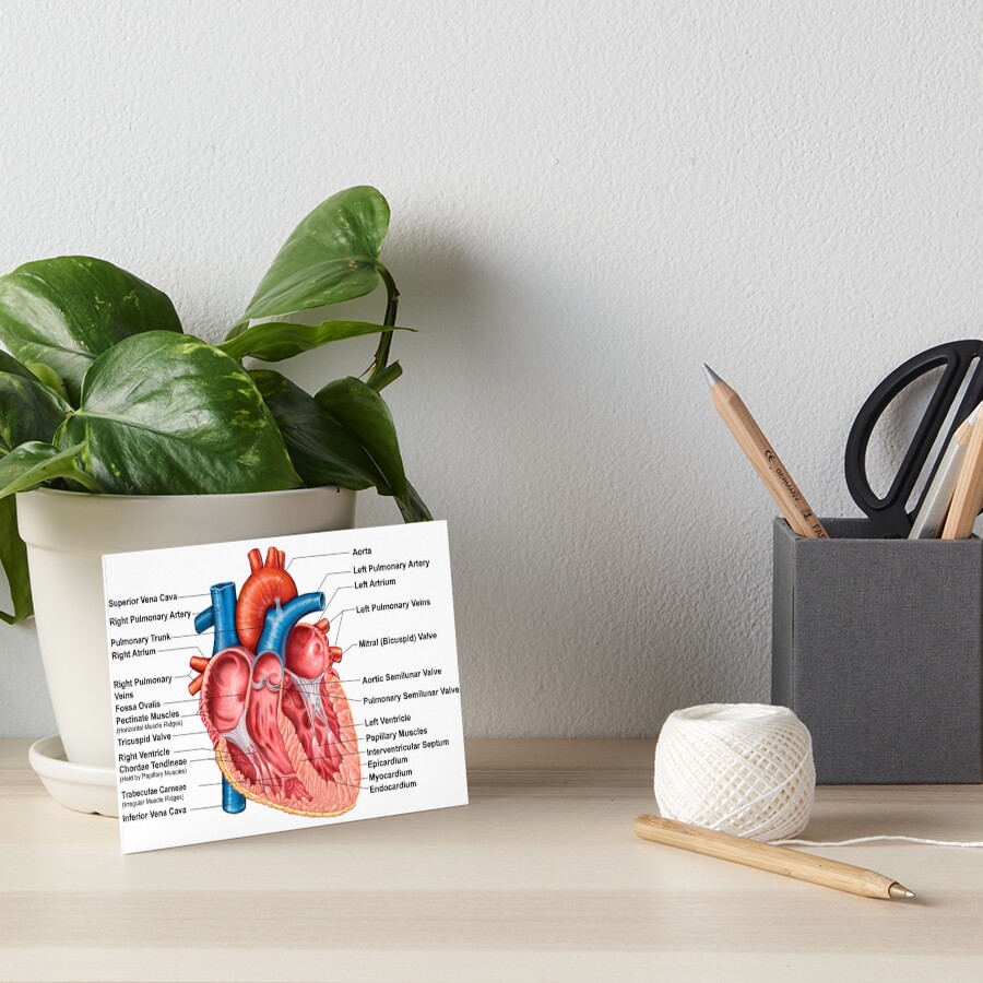 Anatomy of heart interior, frontal section. Greeting Card