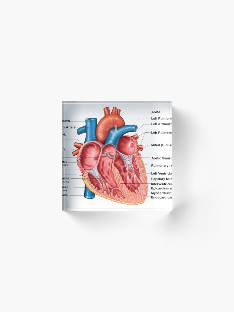 Anatomy Of Heart Interior Frontal Section Acrylic Block
