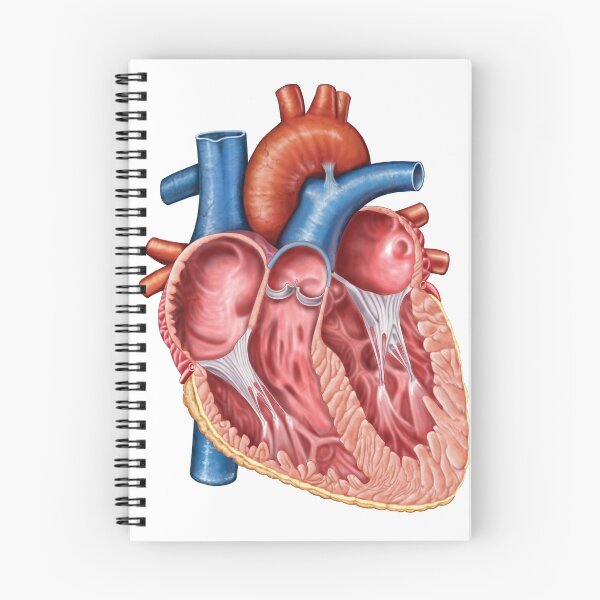 Item preview, Interior of human heart. designed and sold by StocktrekImages.