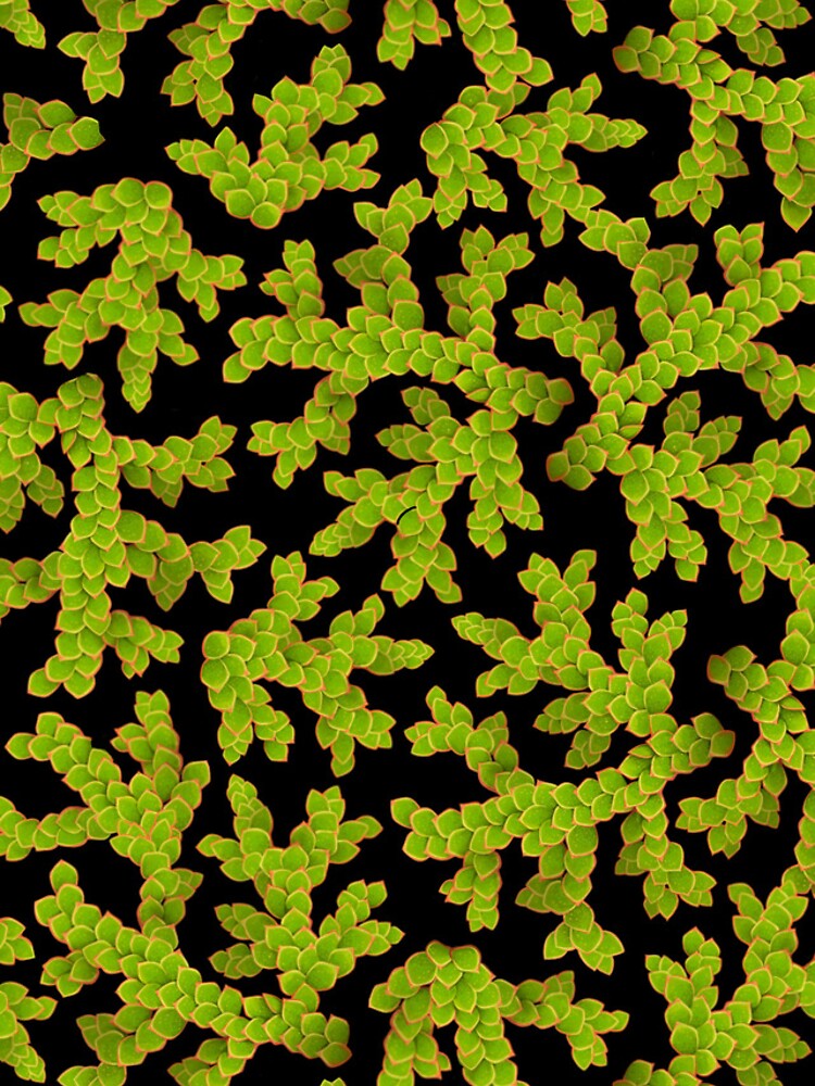 Thumbnail 4 of 4, Samsung Galaxy Phone Case, Azolla designed and sold by RJJB.