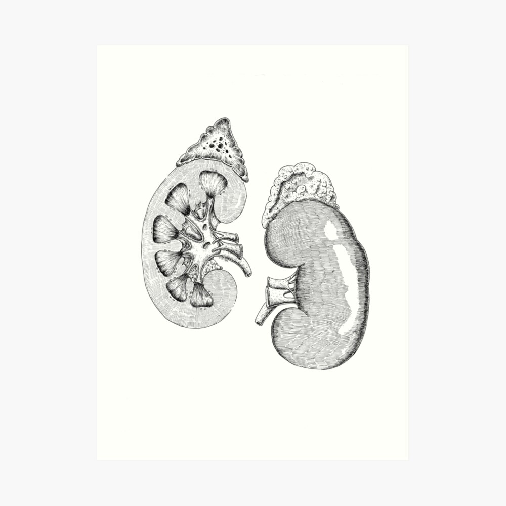 Kidney Section Drawing