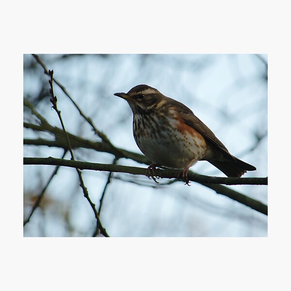 Item preview, Redwing Perched designed and sold by Adrian Wale.
