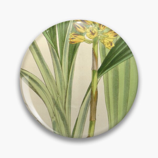 Item preview, Calanthe pulchra (as Calanthe curculigoides) Curtis' 100 (Ser. 3 no. 30) pl. 6104 (1874) designed and sold by EsotericBotanic.
