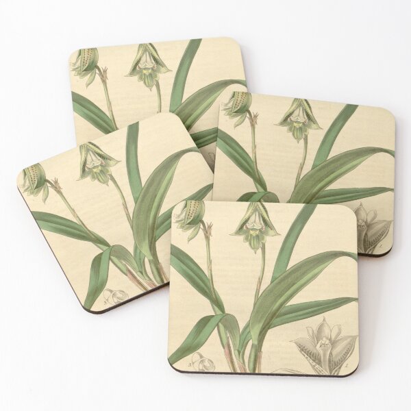 Item preview, Curtis's botanical magazine (Plate 3707) (8387516950) designed and sold by EsotericBotanic.