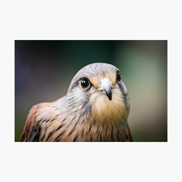 Item preview, Kestrel designed and sold by Michelle Beaumont.
