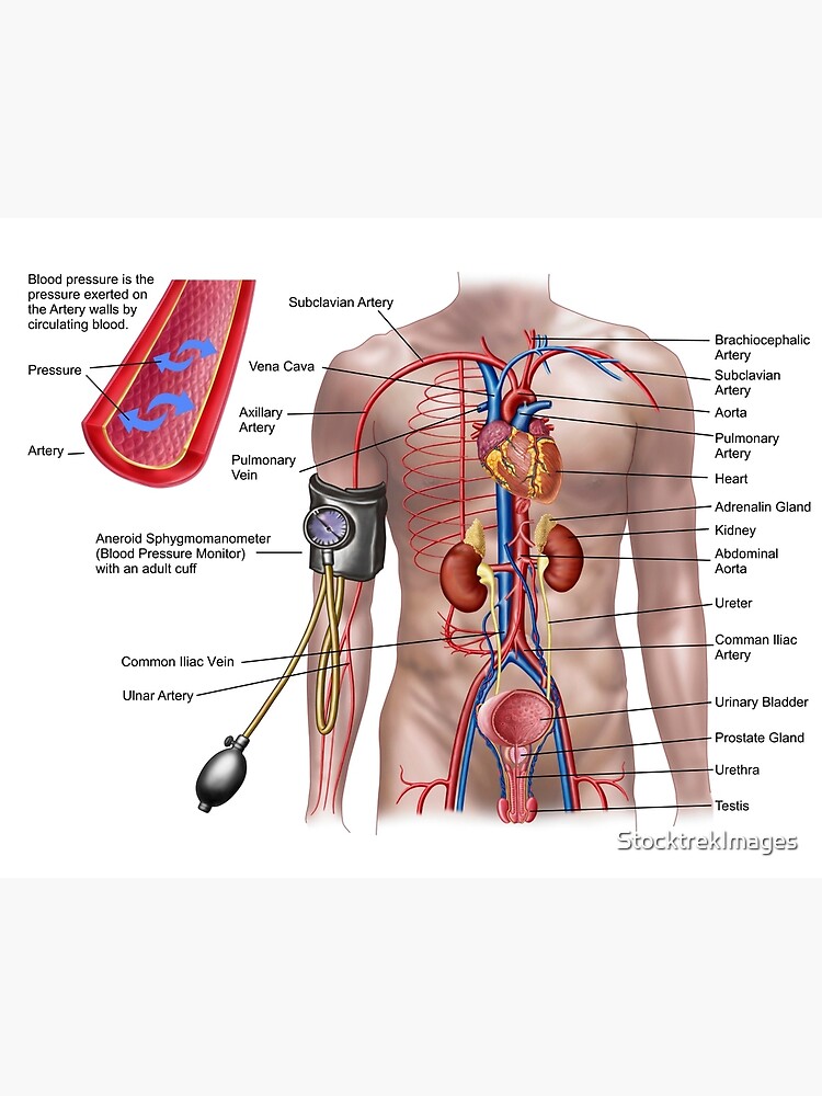 Blood Pressure Measurement Postcard