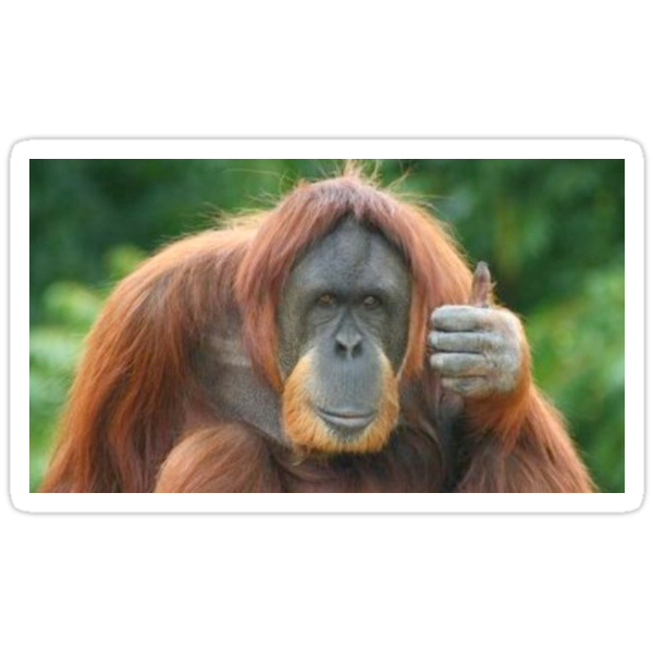  Orangutan Thumbs Up  Stickers by BackstreetZAFU Redbubble