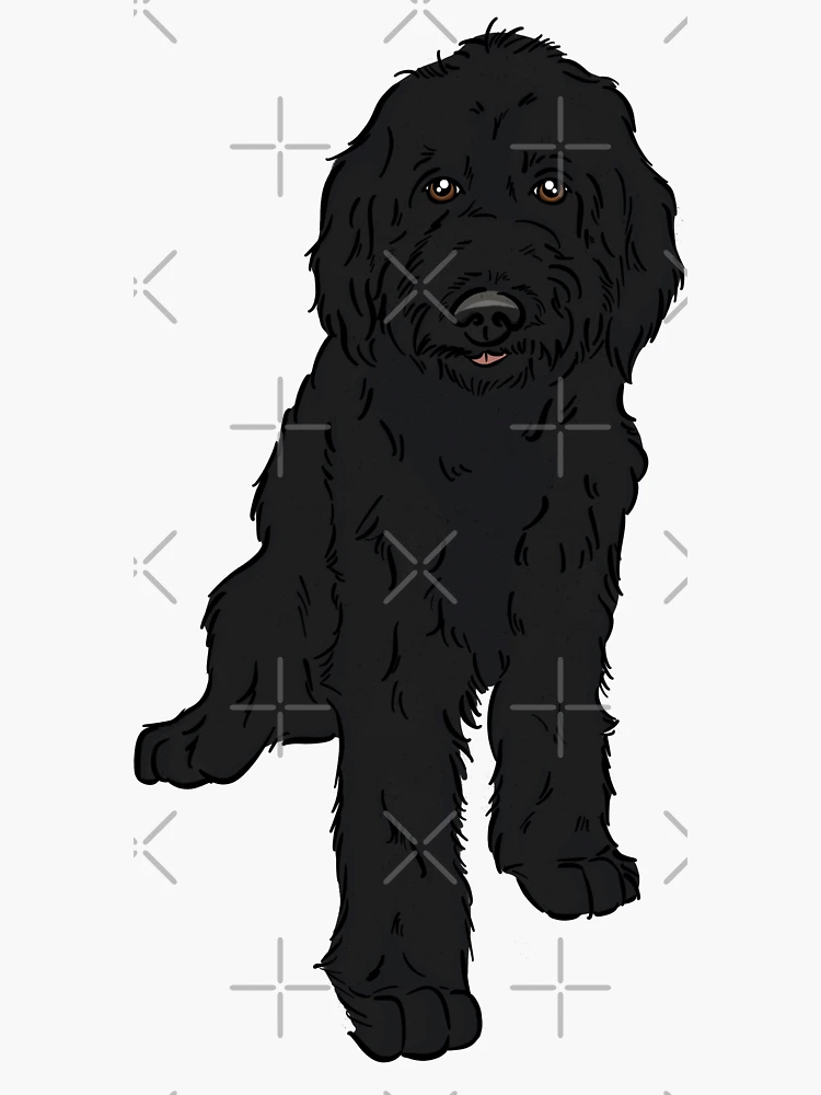 Black Labradoodle 
