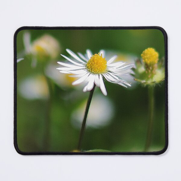 Item preview, Vibrant White and Yellow Common Daisy designed and sold by DesignMore21.