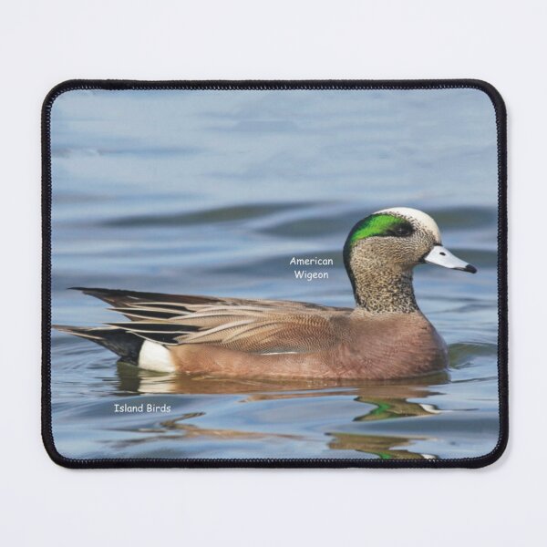 Item preview, Wolfe Island Birds America Wigeon designed and sold by qlajt.