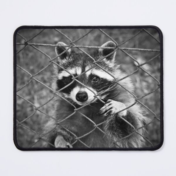 Item preview, Little raccoon buddy coon designed and sold by TheBigShop1.
