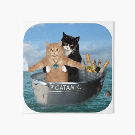 Cat Meme Coaster Funny Striped Cat Coaster Surprised Kitty -  Ireland
