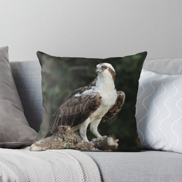 Item preview, Osprey with dinner designed and sold by Carol Bailey-White.