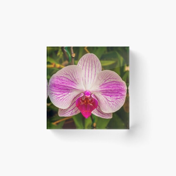 Item preview, Beautiful purple and white orchid flower designed and sold by Kevin Hellon.