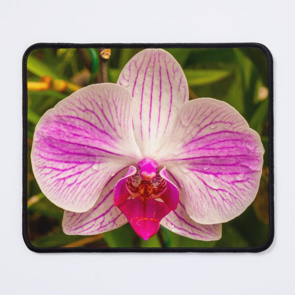 Item preview, Beautiful purple and white orchid flower designed and sold by Kevin Hellon.