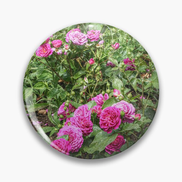 Item preview, Pink Roses designed and sold by SarahEL17.