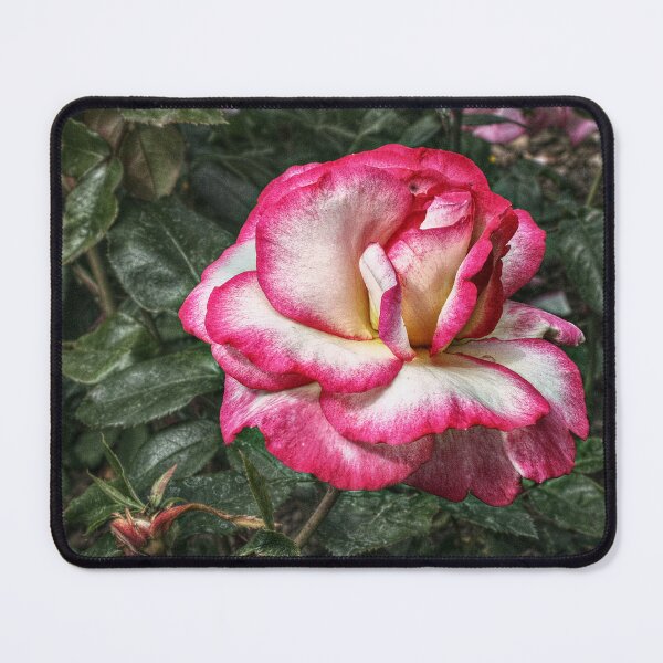 Item preview, I Have Seen Roses Damasked Red and White designed and sold by SarahEL17.
