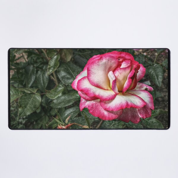 Item preview, I Have Seen Roses Damasked Red and White designed and sold by SarahEL17.