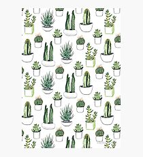 Lámina fotográfica Cactus print