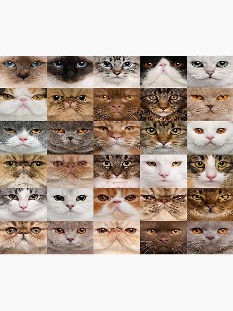 "Cat face shape" Poster for Sale by MobertsonArt Redbubble