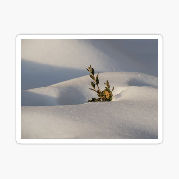 Item preview, Sticking Up Out of a Snow Dune designed and sold by Gerda Grice Photography.