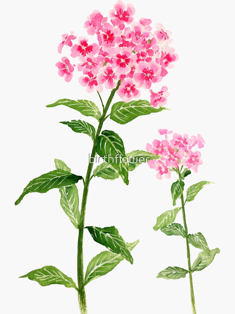 "July 14th birthday flower" Sticker for Sale by birthflower Redbubble