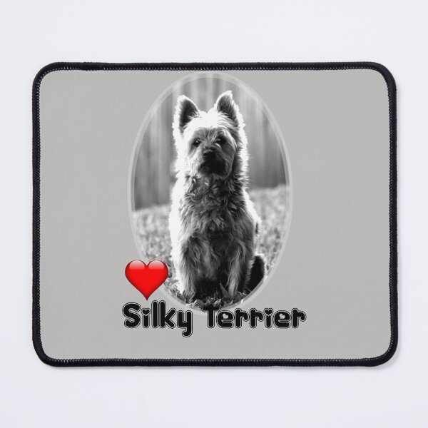 Item preview, Australian Silky Terrier - Love Heart designed and sold by S Quinn.