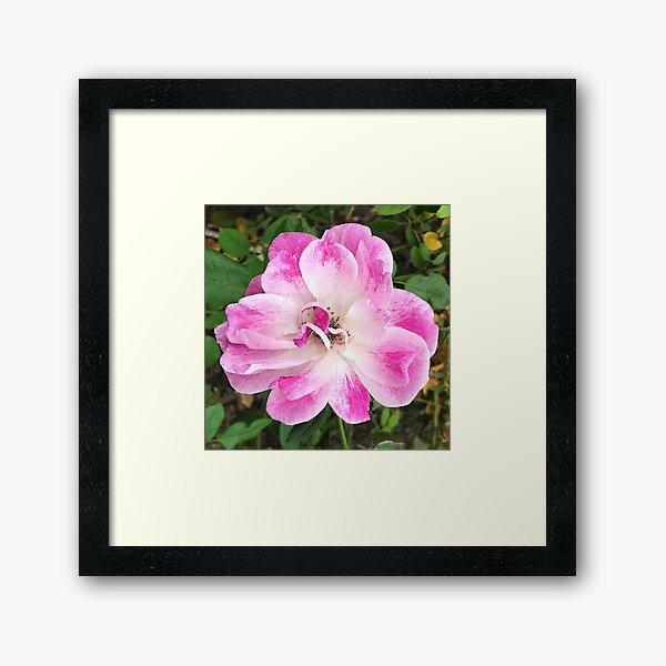 Item preview, Pretty Pink Flower Close-Up Art Photo designed and sold by DEC02.