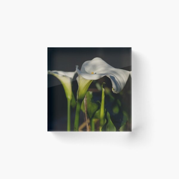 Item preview, Arum Lillies  designed and sold by Clare Colins.