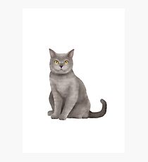 Lámina fotográfica British Shorthair