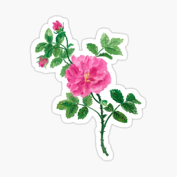 “July 23rd birthday flower” Sticker for Sale by birthflower | Redbubble