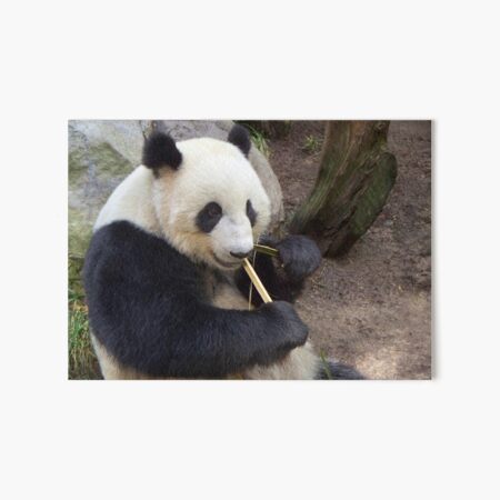 Panda Express Gifts Merchandise Redbubble