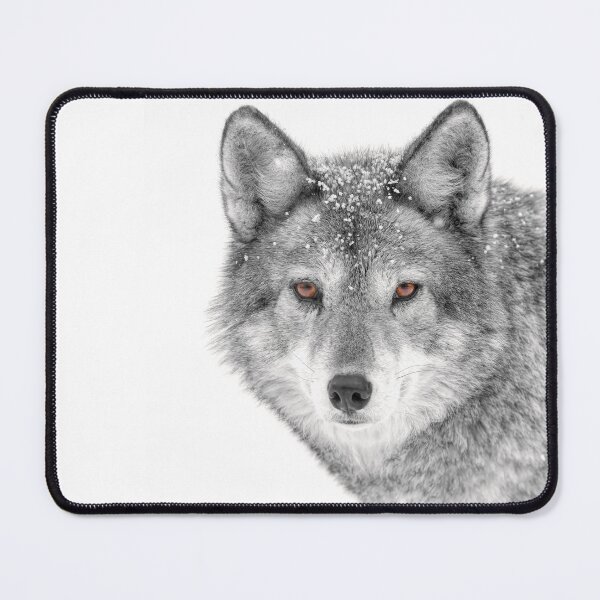 Item preview, Coyote in WInter designed and sold by James Cumming.