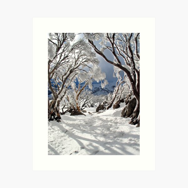 Snowgums Art Print